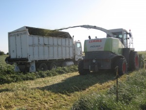 Oat Harvest 2013