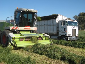 Oat Crop 2013