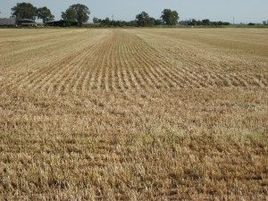 Oat Harvest 2013