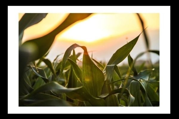 Feed for Thought; Grain Corn Harvest