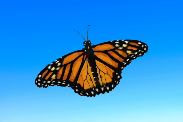 Dire Plight of the Western Monarch Butterfly