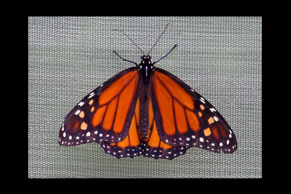 Monarch Butterflies - Rebirth, Renewal, Change